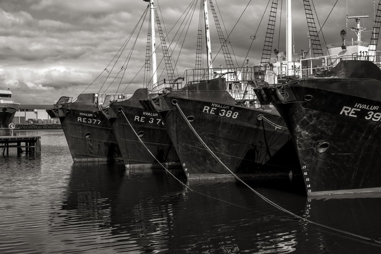 Hafen Reykjavik